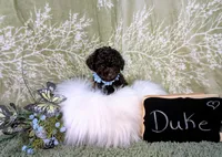 Duke Black Friday sale, a male Poodle - Toy  for sale in Ocala, FL – Photo 3 of 6