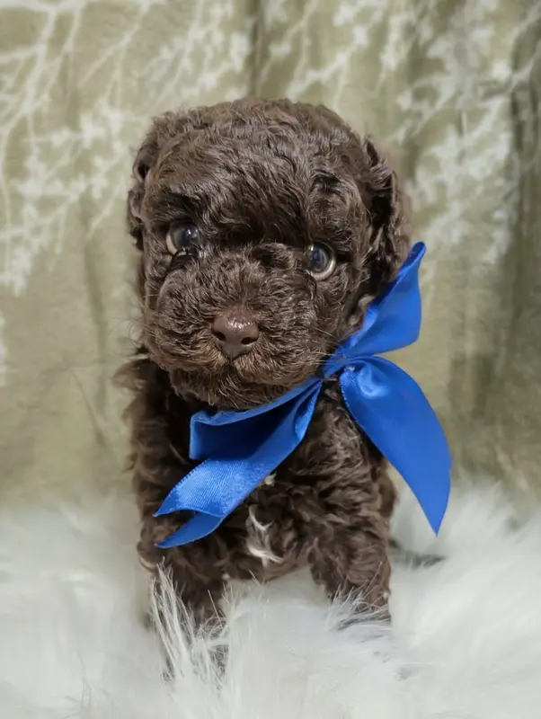 Duke Black Friday sale