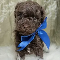 Duke Black Friday sale, a male Poodle - Toy  for sale in Ocala, FL – Photo 1 of 6