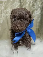 Duke Black Friday sale, a male Poodle - Toy  for sale in Ocala, FL – Photo 1 of 6