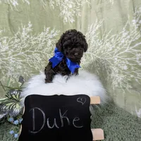 Duke Black Friday sale, a male Poodle - Toy  for sale in Ocala, FL – Photo 2 of 6