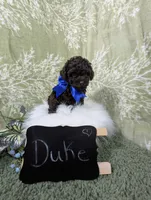 Duke Black Friday sale, a male Poodle - Toy  for sale in Ocala, FL – Photo 2 of 6