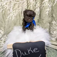 Duke Black Friday sale, a male Poodle - Toy  for sale in Ocala, FL – Photo 4 of 6
