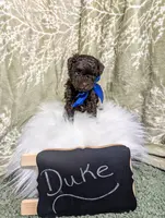 Duke Black Friday sale, a male Poodle - Toy  for sale in Ocala, FL – Photo 4 of 6