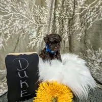 Duke Black Friday sale, a male Poodle - Toy  for sale in Ocala, FL – Photo 6 of 6