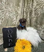 Duke Black Friday sale, a male Poodle - Toy  for sale in Ocala, FL – Photo 6 of 6