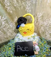 Ace, a male Yorkipoo for sale in Ocala, FL – Photo 2 of 8