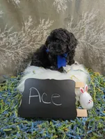 Ace, a male Yorkipoo for sale in Ocala, FL – Photo 6 of 8