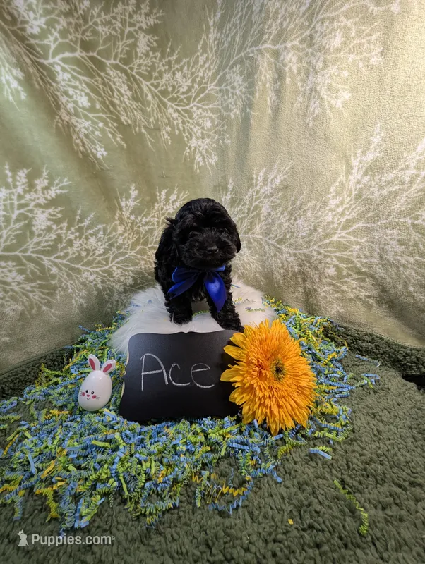 Ace, a male Yorkipoo for sale in Ocala, FL – Photo 1 of 1