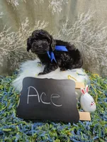 Ace, a male Yorkipoo for sale in Ocala, FL – Photo 5 of 8