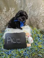 Ace, a male Yorkipoo for sale in Ocala, FL – Photo 7 of 8