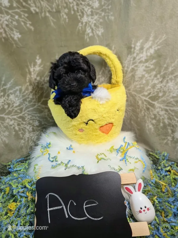 Ace – Yorkipoo puppy for sale in Ocala, FL