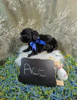 Ace, a male Yorkipoo for sale in Ocala, FL – Photo 8 of 8
