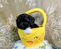 Ace, a male Yorkipoo for sale in Ocala, FL – Photo 3 of 8