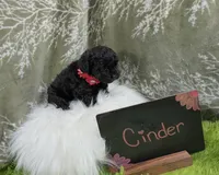 Cinder, a female Yorkipoo for sale in Ocala, FL – 4 of 6