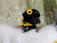 Itty Bitty, a female Yorkipoo and Yorkshire Terrier for sale in Ocala, FL – Photo 1 of 7