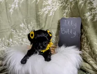 Itty Bitty, a female Yorkipoo and Yorkshire Terrier for sale in Ocala, FL – Photo 3 of 7