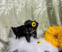Itty Bitty, a female Yorkipoo and Yorkshire Terrier for sale in Ocala, FL – Photo 2 of 7