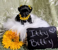 Itty Bitty, a female Yorkipoo and Yorkshire Terrier for sale in Ocala, FL – Photo 5 of 7