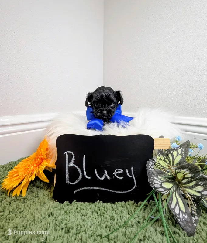 Bluey – Yorkipoo puppy for sale in Ocala, FL