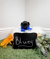 Bluey, a male Yorkipoo for sale in Ocala, FL – 1 of 6
