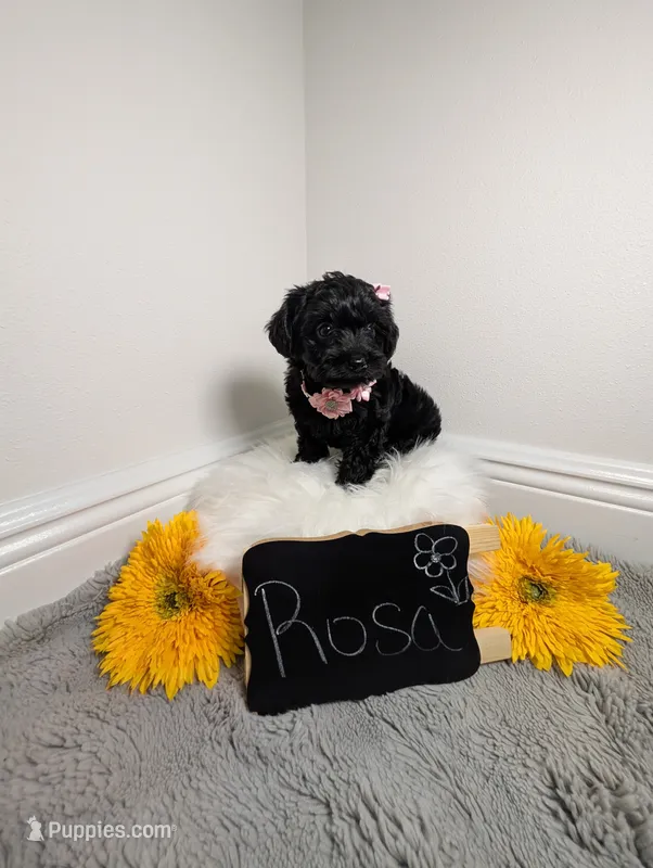 Rosa – Yorkipoo puppy for sale in Ocala, FL