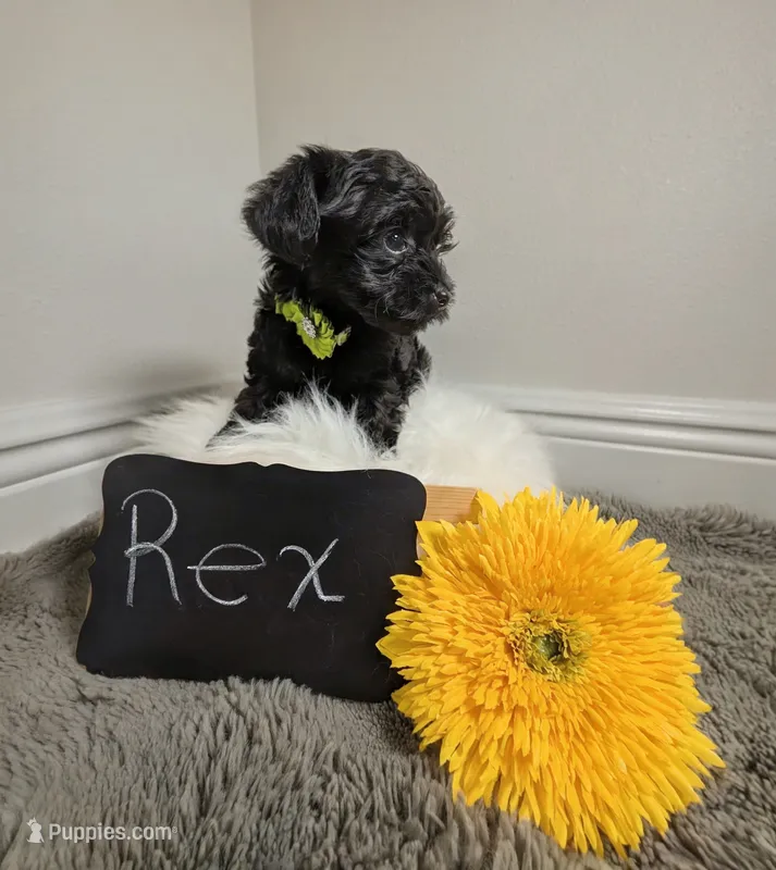 Rex / OBO – Yorkipoo puppy for sale in Ocala, FL