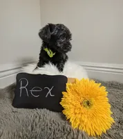 Rex / OBO, a male Yorkipoo for sale in Ocala, FL – 6 of 8