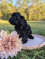 Madison, a female Yorkipoo for sale in Ocala, FL – Photo 4 of 4