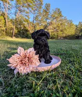 Madison, a female Yorkipoo for sale in Ocala, FL – Photo 2 of 4