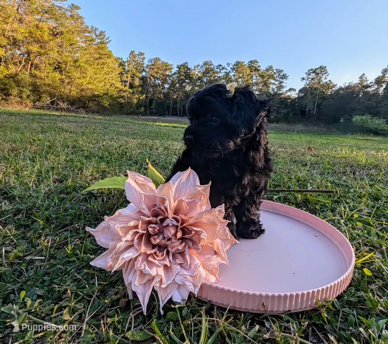 Madison, a female Yorkipoo for sale in Ocala, FL – Photo 1 of 4