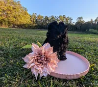 Madison, a female Yorkipoo for sale in Ocala, FL – Photo 1 of 4