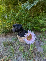 Molly, a female Yorkipoo for sale in Ocala, FL – Photo 3 of 3