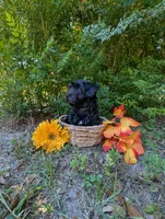 Molly, a female Yorkipoo for sale in Ocala, FL – Photo 2 of 3