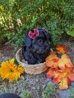 Molly, a female Yorkipoo for sale in Ocala, FL – Photo 1 of 3