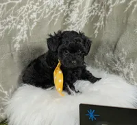 Enzo , a male Yorkipoo for sale in Ocala, FL – 4 of 9