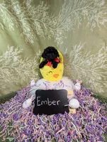 Ember , a female Yorkipoo for sale in Ocala, FL – Photo 6 of 7