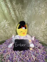 Ember , a female Yorkipoo for sale in Ocala, FL – Photo 5 of 7