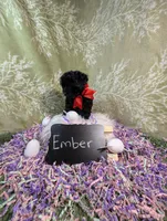 Ember , a female Yorkipoo for sale in Ocala, FL – Photo 7 of 7