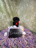 Ember , a female Yorkipoo for sale in Ocala, FL – Photo 2 of 7