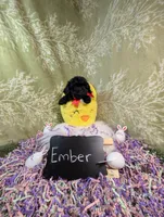 Ember , a female Yorkipoo for sale in Ocala, FL – Photo 4 of 7