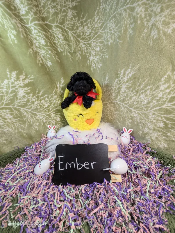 Ember  – Yorkipoo puppy for sale in Ocala, FL