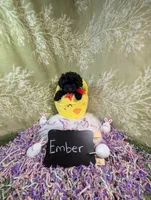 Ember , a female Yorkipoo for sale in Ocala, FL – Photo 3 of 7