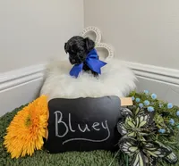 Bluey, a male Yorkipoo for sale in Ocala, FL – 2 of 6