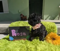 Rosa/OBO , a female Yorkipoo for sale in Ocala, FL – 7 of 10