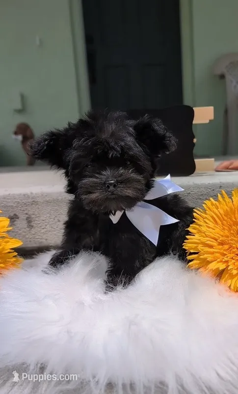 Max – Yorkipoo puppy for sale in Ocala, FL