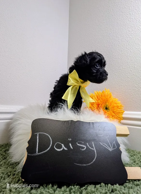 Daisy  – Yorkipoo puppy for sale in Ocala, FL