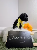 Daisy , a female Yorkipoo for sale in Ocala, FL – 1 of 6