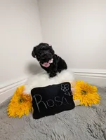 Rosa / OBO, a female Yorkipoo for sale in Ocala, FL – 10 of 10