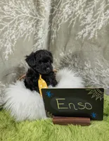 Enzo , a male Yorkipoo for sale in Ocala, FL – 9 of 9